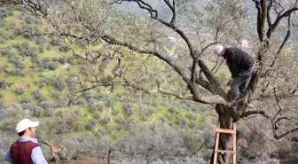 Köşk Belediyesi zeytinlikleri bakıma aldı