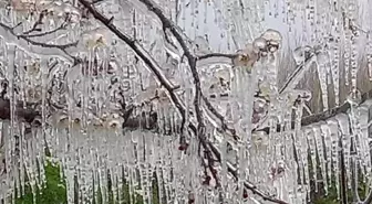 Mersin'de kayısı bahçelerini don vurdu