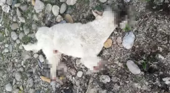 TUNCELİ'DE BACAKLARI KESİLMİŞ ÖLÜ SOKAK KÖPEĞİ BULUNDU