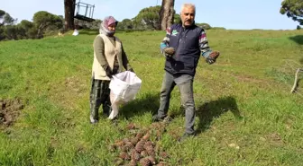 Çam fıstığı üreticilerinin 'tapu' talebi