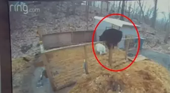 Domuz yuvasına baskın yapan dev ayı, arkasına bakmadan kaçtı