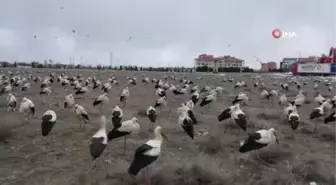 Göç eden leylekler fırtına nedeniyle zorunlu iniş yaptı... Konya Büyükşehir'den leyleklere balık ikramı