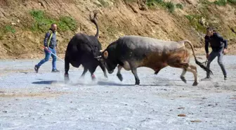 Koçarlı Boğa Güreşi Festivali renkli görüntülere sahne oldu