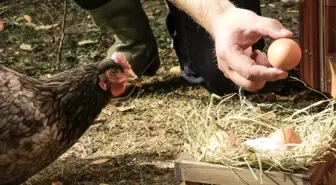 Kuş gribi nedeniyle İngiltere'de gezen tavuk yumurtası satılmayacak