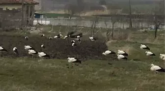 Göç halindeki leylekler kuvvetli rüzgarda mahalledeki boş alanlara kondu