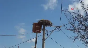 Leylek yuvalarında bahar temizliği