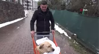 Felçli köpeği hayata bağlayan sevgi... Felçli köpeğini market arabasıyla sokak sokak gezdiriyor