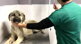 Akşehir Belediyesinden hasta sokak köpeğine tedavi