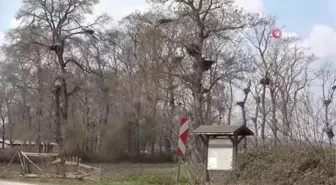 Baharın müjdecisi leylekler 7 bin kilometre yol kat ederek Türkiye'ye geldi