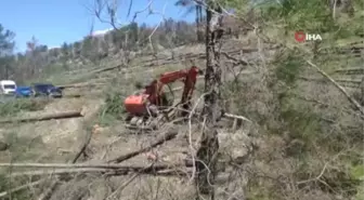 Arkadaşının kestiği ağaç üzerine düşen işçi hayatını kaybetti