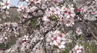 ADIYAMAN'DA, 'BADEM ÇİÇEĞİ FESTİVALİ' DÜZENLENDİ