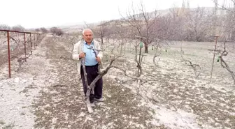 Aşı için çubukları zamansız kesilen 170 kök üzüm kurudu