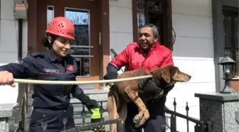 Son Dakika | AVCILAR'DA MAHSUR KALAN KÖPEĞİ İTFAİYE KURTARDI