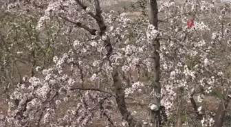 Kahta'da Nemrut Badem Çiçeği Festivali düzenlendi