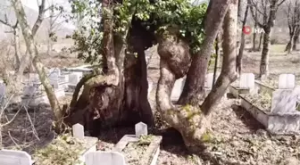 Allah lafzını yansıtan 350 yıllık çınar ağacı Mistik Anıt Ağaç ilan edildi