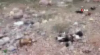 7 tane yavru pitbull köpeği ölü bulundu