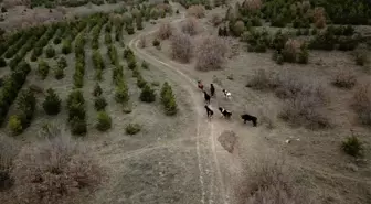 Kaybolan 7 büyükbaş 4 gün sonra dronla bulundu