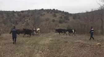 Kayıp büyükbaş hayvanlar dronla bulundu