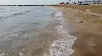 Mersin'de kıyıya vuran ölü denizanaları için uzmanlardan uyarı 'O bölgelerde denize girmeyin'