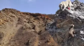 Tunceli'de yaban hayvanları başıboş köpeklerin hedefinde