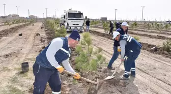 Karatay Belediyesi, ağaçlandırma çalışmalarına hız verdi