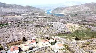 Malatya bu kez kar değil, kayısı beyazına büründü