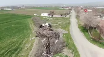 60 yıldır aynı direğe yuva yapıyorlar: Baharın müjdecisi leylekler, Elazığ'daki yuvalarına geldi