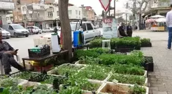 Vatandaşın artan talebi onlara yaradı! Tanesi 1,5 liradan günde 10 bin adet fide satıyorlar