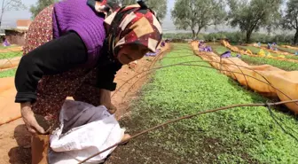 80 yaşındaki Raziye Nine gençlere taş çıkarıyor