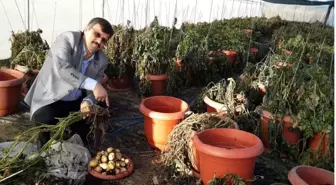 Tokat'ta 'Güngörbey' patatesi tescillendi