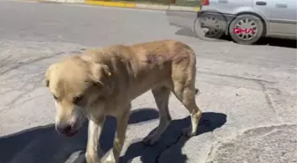 UMUTTEPE'DEKİ KÖPEĞİN ÜZERİNE SPREY BOYAYLA 'UMUT' YAZDILAR