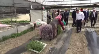 Amasya'da kışın çöken seralarda artık yüzler gülüyor