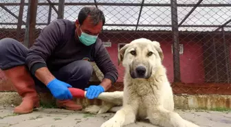 Geçici bakımevi, sokak hayvanlarını yuvalara kavuşturuyor