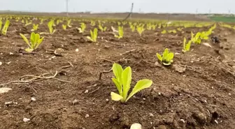 Marul fiyatlarında umutlar yeşerdi