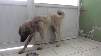 TÜFEKLİ SALDIRIDA YARALANAN KÖPEĞİN RÖNTGENİNDE 100 SAÇMA TESPİT EDİLDİ