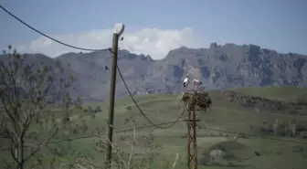 Tunceli'de her bahar yolu gözlenen leylekler yuvalarına yerleşti