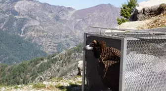 OSMANİYE'DE TEDAVİSİ TAMAMLANAN KARA AKBABA DOĞAYA SALINDI