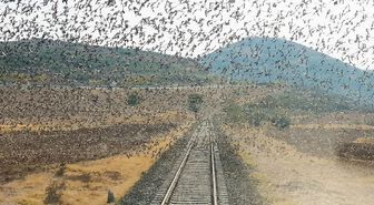 Raylar üzerindeki sığırcık sürüsünü fotoğrafladı