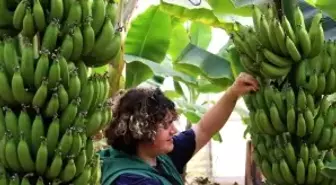 Bir dönem lükstü, şimdi enflasyona direnen meyve oldu