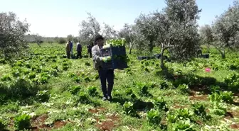 Tarlada 2, markette 15 lira! Üretici aracıların daha fazla kazanmasından dert yanıyor