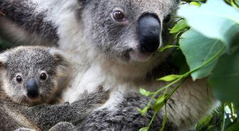Araştırmacılardan öneri: Koalaları kurtarmak için koala spermi dondurun