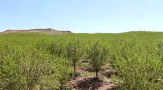 Badem ağaçları zirai dondan etkilendi