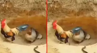 Zehirli yılan yuvaya girince horoz kaçtı, sonrasında olanlar ise göz yaşartıyor