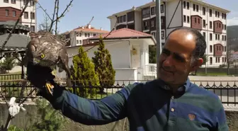 Bolu'da güvercin avlarken duvara çarpan atmaca yaralandı