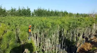 Burhaniye fıstıkçamı üretim merkezi haline geldi