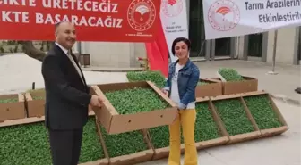 Çiftçilere 200 bin adaçayı fidesi dağıtıldı