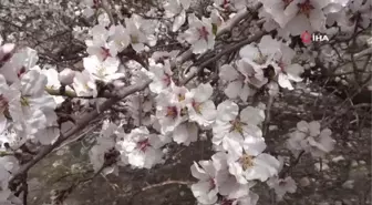 Akdamar Adası, çiçek açan badem ağaçlarıyla pembe ve beyaza büründü