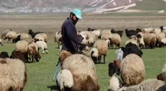 Aylık 7 bin liraya çoban bulamadılar, nöbet sistemine geçtiler