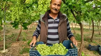 MERSİN'DE HASADI YAPILAN İLK ÜZÜM RUSYA VE KATAR'A GİTTİ