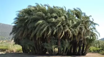 Patara'daki 'Leto hurmalığı'nın tarihi araştırılıyor